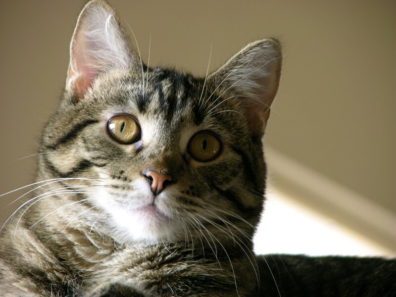 Tabby Cat Looking Up — Brown, Calm, Photograph