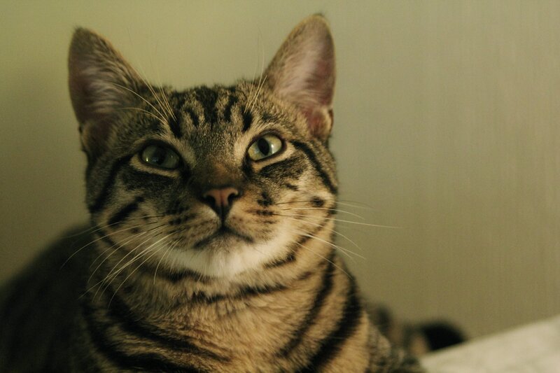 Tabby Cat Looking Up — Brown, Calm, Photograph, Whiskers, Green Eyes