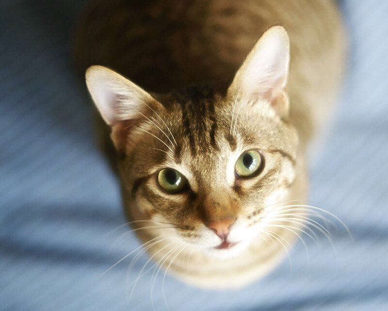 Tabby Cat Looking Up — Brown, Calm, Photograph, Whiskers