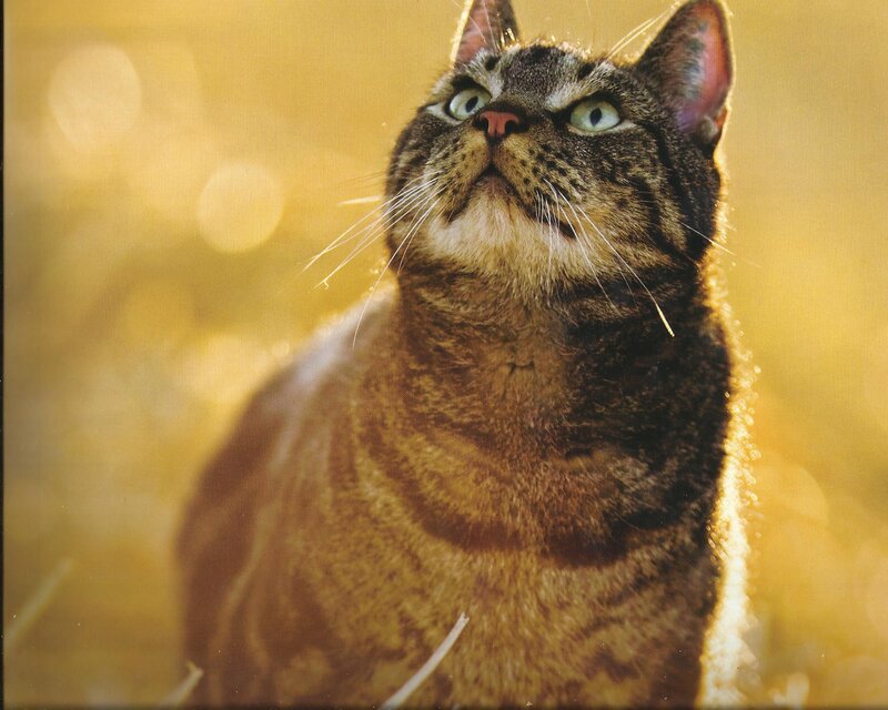 Tabby Cat Looking Up — Brown, Calm, Sunset