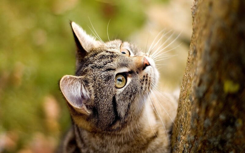 Tabby Cat Looking Up — Brown, Curious, Afternoon, Photograph