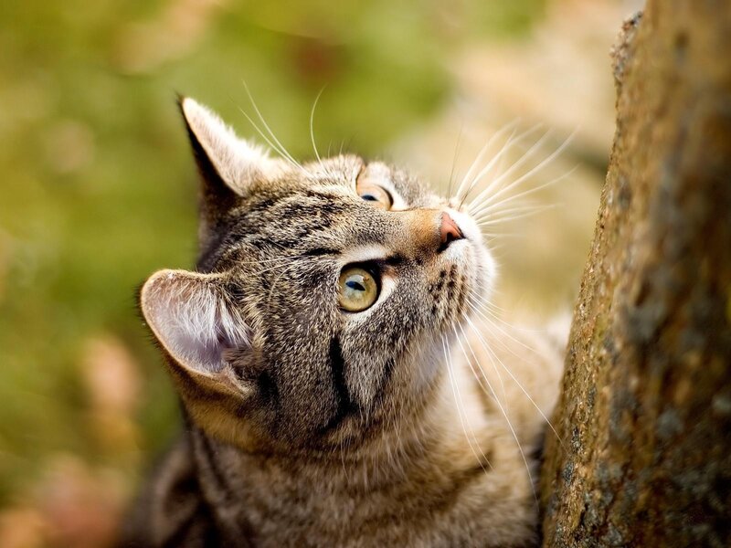 Tabby Cat Looking Up — Brown, Curious, Afternoon, Photograph, Tree Trunk, Grass