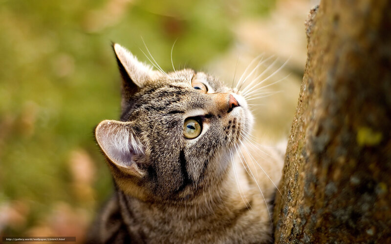 Tabby Cat Looking Up — Brown, Curious, Afternoon, Photograph, Tree Trunk, Green Background