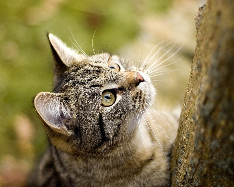 Tabby Cat Looking Up — Brown, Curious, Afternoon, Photograph, Tree Trunk