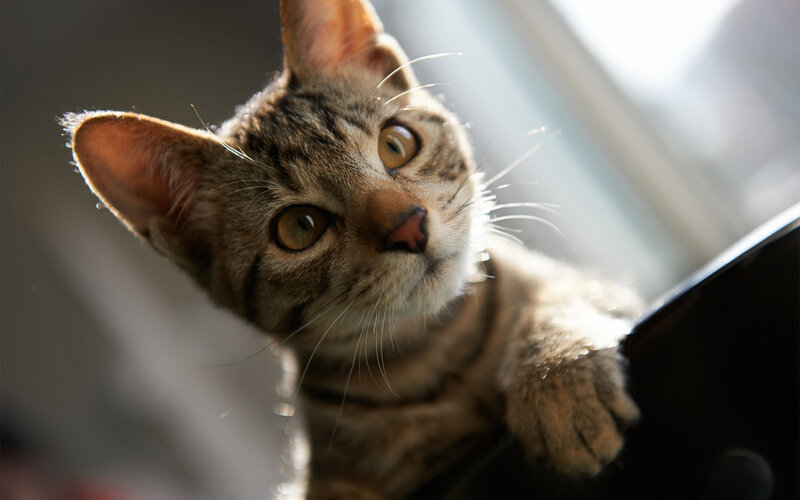 Tabby Cat Looking Up — Brown, Curious, Afternoon, Photograph, Window