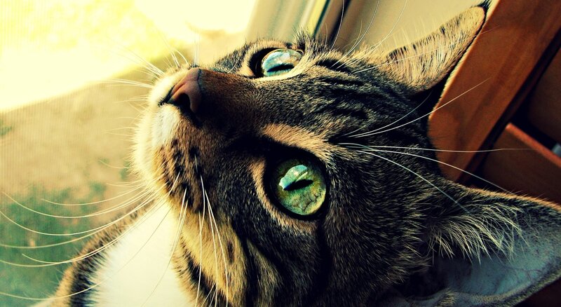 Tabby Cat Looking Up — Brown, Curious, Afternoon, Photograph, Window, Whiskers, Green, White