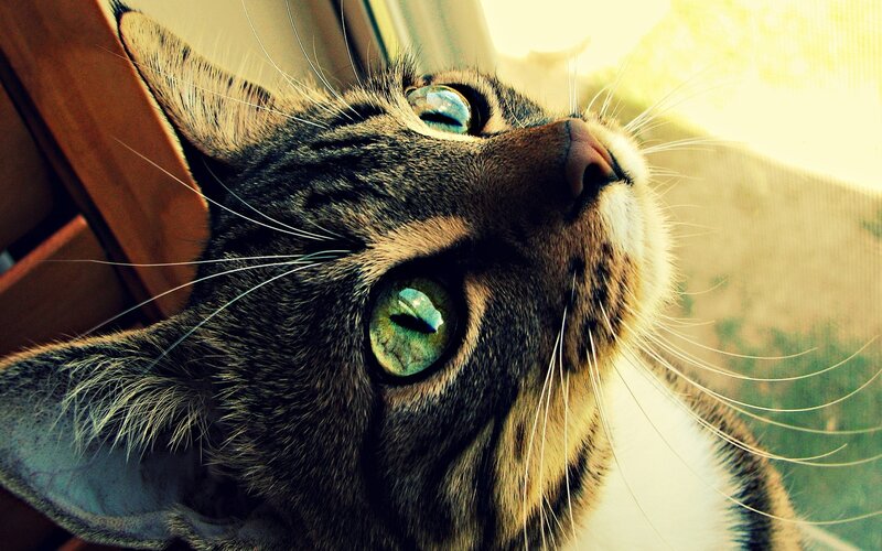 Tabby Cat Looking Up — Brown, Curious, Afternoon, Photograph, Window, Whiskers, Sunlight