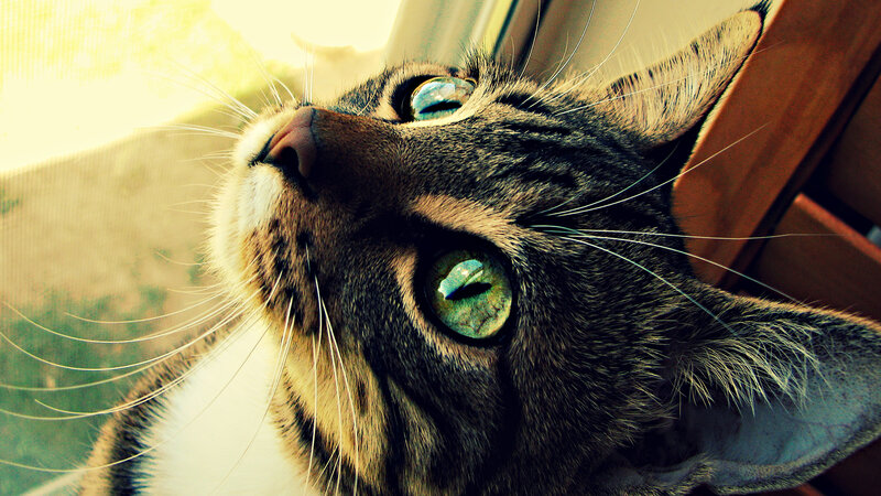 Tabby Cat Looking Up — Brown, Curious, Afternoon