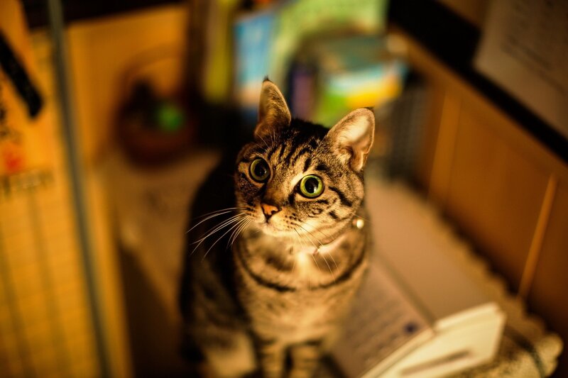 Tabby Cat Looking Up — Brown, Curious, Night, Photograph, Book