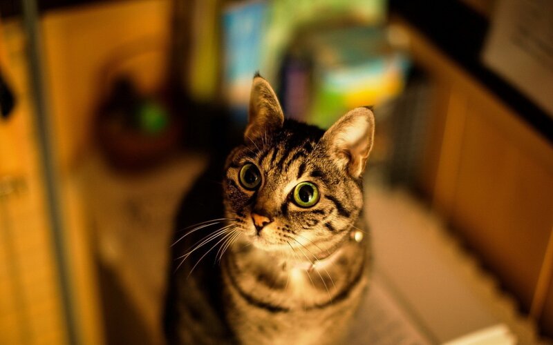 Tabby Cat Looking Up — Brown, Curious, Night, Photograph, Collar