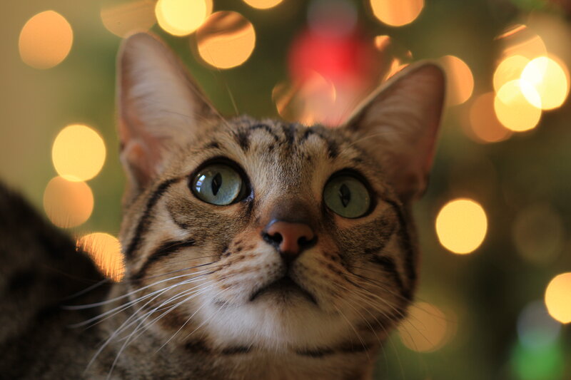 Tabby Cat Looking Up — Brown, Curious, Night, Photograph