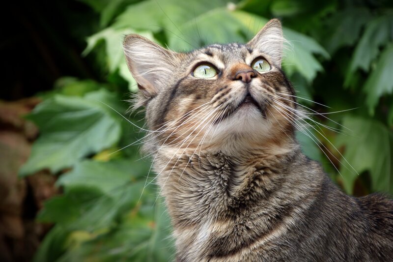 Tabby Cat Looking Up — Brown, Curious, Photograph, Green Leaves