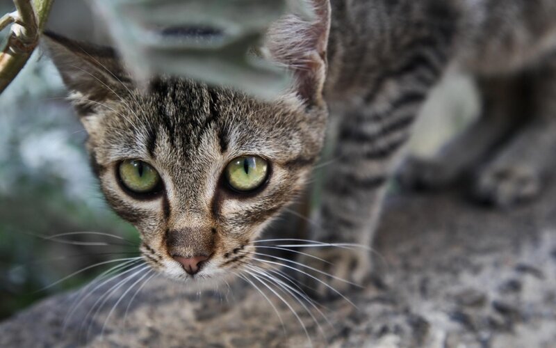 Tabby Cat Looking Up — Brown, Curious, Photograph, Plant