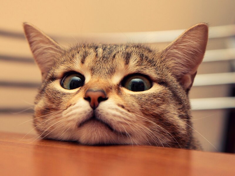 Tabby Cat Looking Up — Brown, Curious, Photograph, Table, Blinds