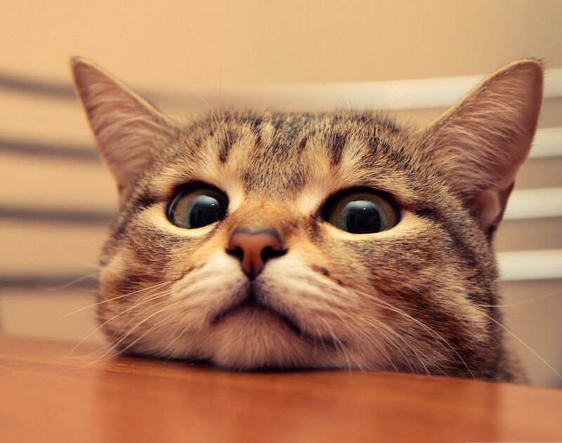 Tabby Cat Looking Up — Brown, Curious, Photograph, Table