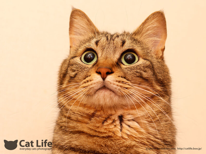 Tabby Cat Looking Up — Brown, Curious, Photograph