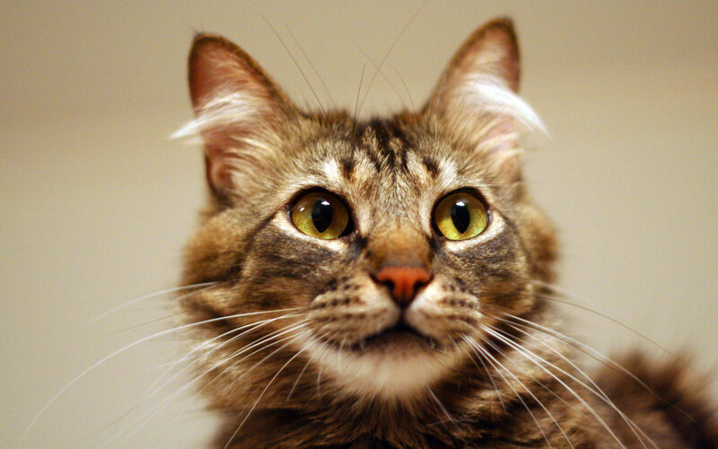 Tabby Cat Looking Up — Brown, Curious, Photograph, Whiskers, Eyes, Ears