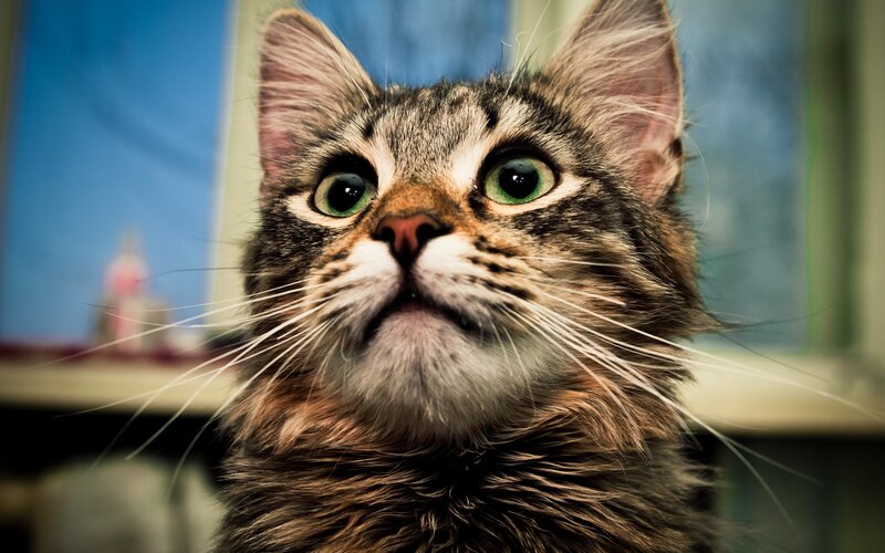 Tabby Cat Looking Up — Brown, Curious, Photograph, Whiskers, Green Eyes