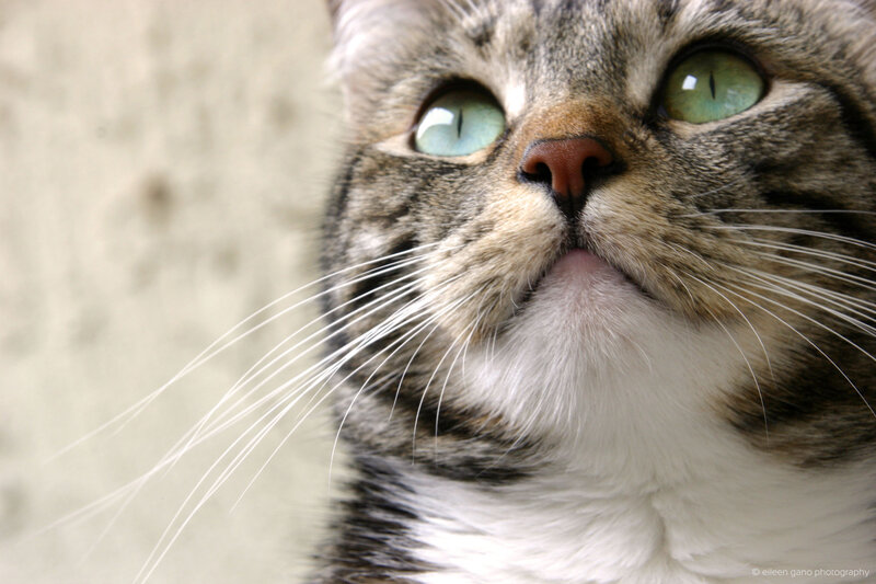 Tabby Cat Looking Up — Brown, Curious, Photograph, Whiskers, Green Eyes, Wall