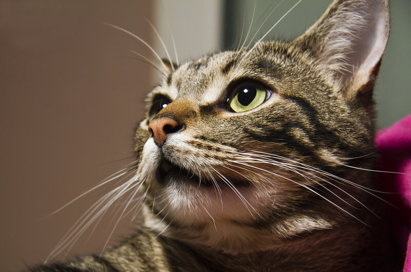 Tabby Cat Looking Up — Brown, Curious, Photograph, Whiskers, Pink Fabric