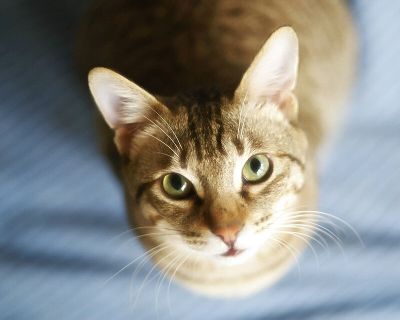 Tabby Cat Looking Up — Brown, Curious, Photograph, Whiskers