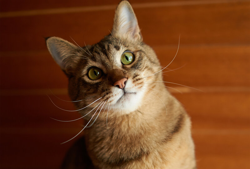 Tabby Cat Looking Up — Brown, Curious, Photograph, Whiskers, Wooden Wall