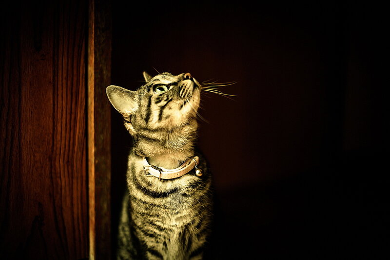 Tabby Cat Looking Up — Brown, Dramatic, Night