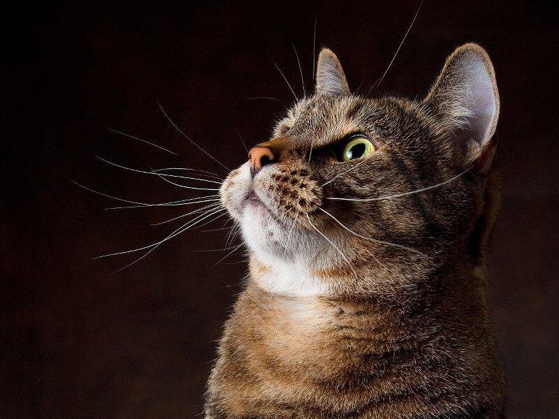Tabby Cat Looking Up — Brown, Dramatic