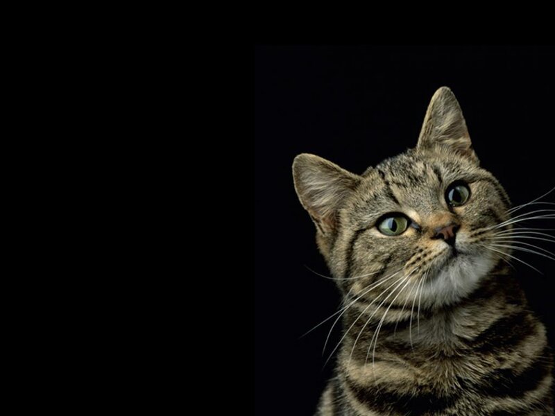 Tabby Cat Looking Up — Brown