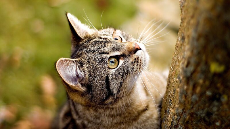 Tabby Cat Looking Up — Curious