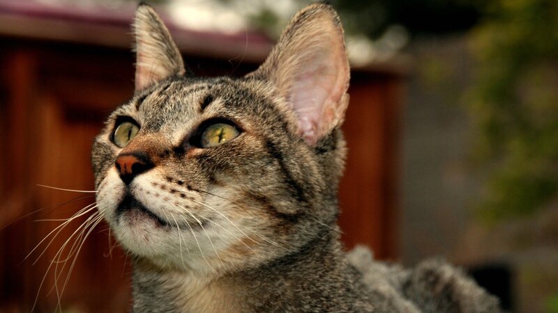 Tabby Cat Looking Up — Gray, Curious, Afternoon, Photograph