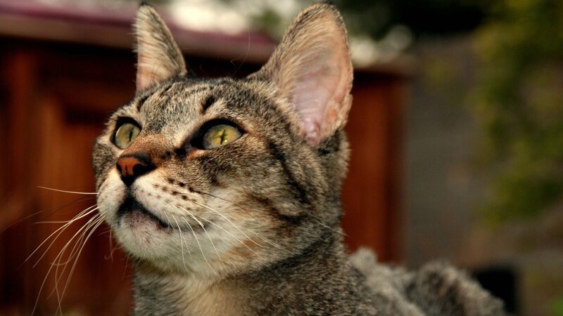 Tabby Cat Looking Up — Gray, Curious, Afternoon