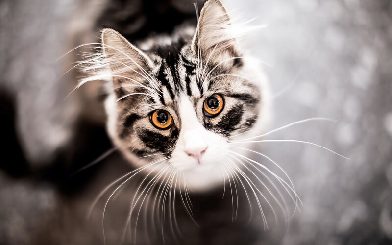 Tabby Cat Looking Up — Gray, Curious, Photograph, Eyes