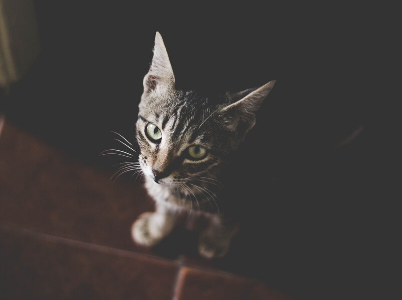Tabby Cat Looking Up — Gray, Curious, Photograph, Floor