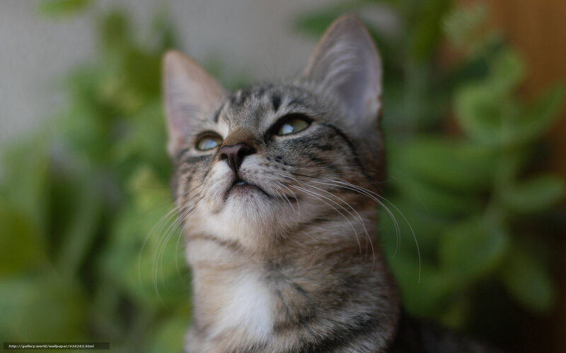 Tabby Cat Looking Up — Gray, Curious, Photograph, Plants