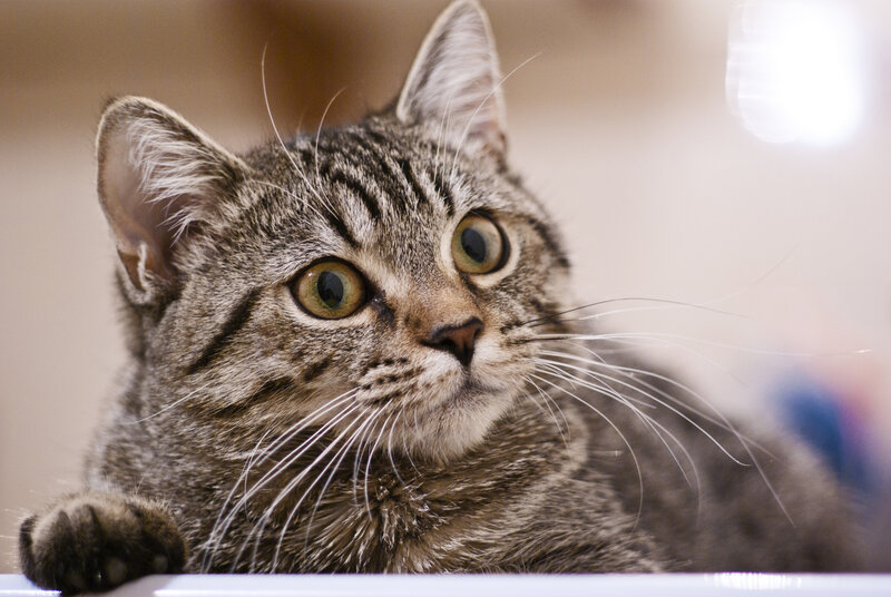 Tabby Cat Looking Up — Gray, Curious, Photograph