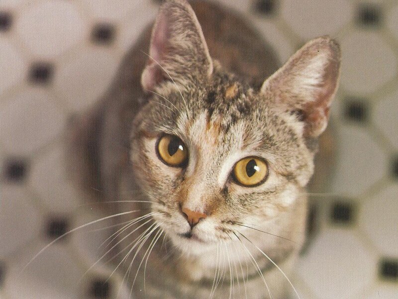 Tabby Cat Looking Up — Gray, Curious, Photograph, Tiled Floor