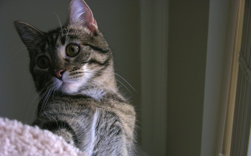 Tabby Cat Looking Up — Gray, Curious, Photograph, Whiskers