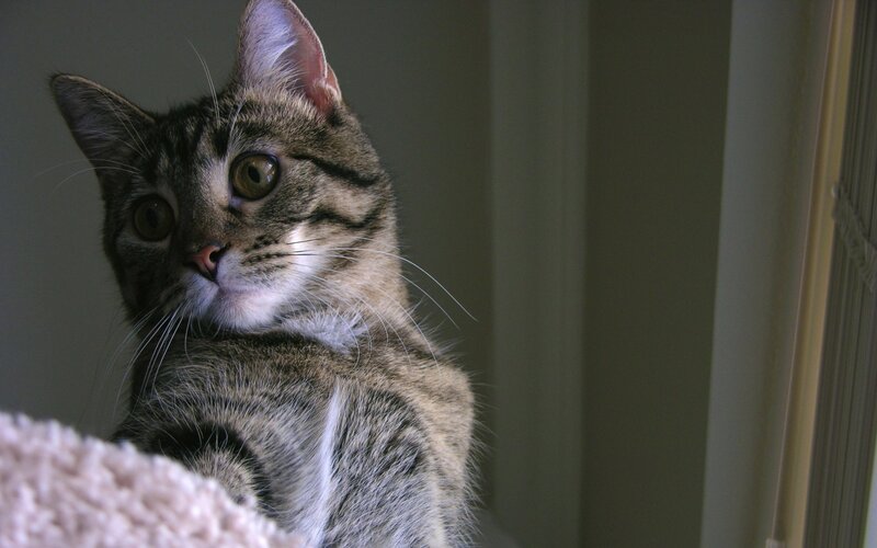 Tabby Cat Looking Up — Gray, Curious, Photograph, Whiskers, Window