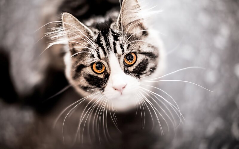 Tabby Cat Looking Up — Gray, Curious