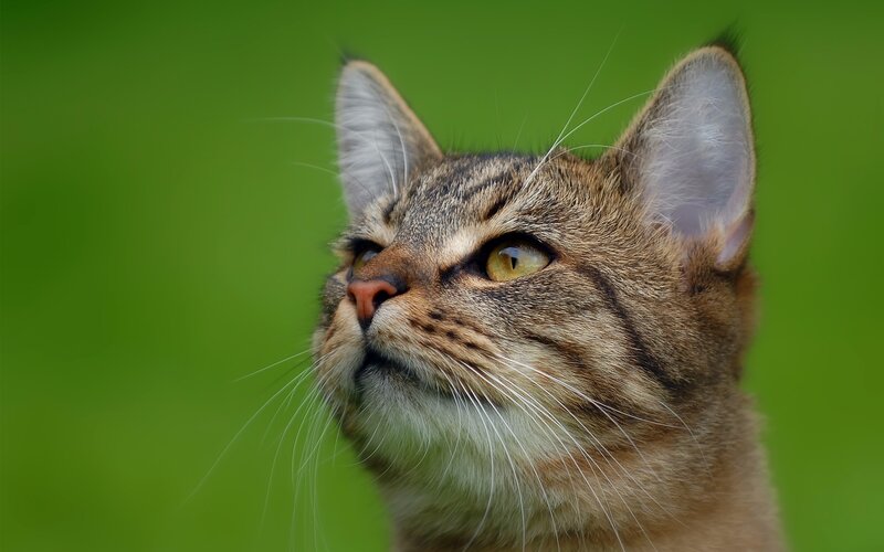 Tabby Cat Looking Up — Green, Curious