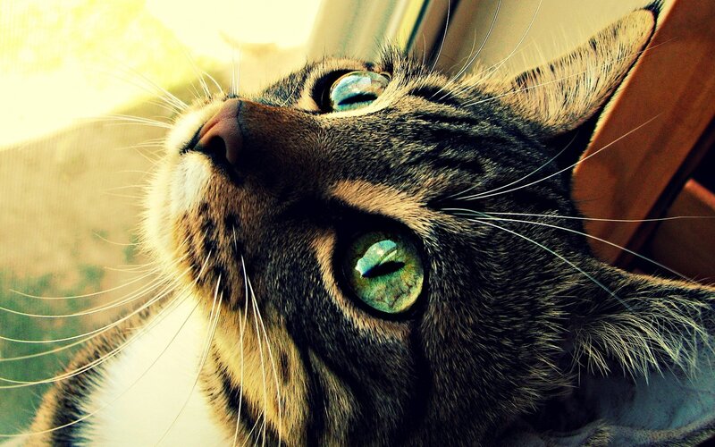 Tabby Cat Looking Up — Green