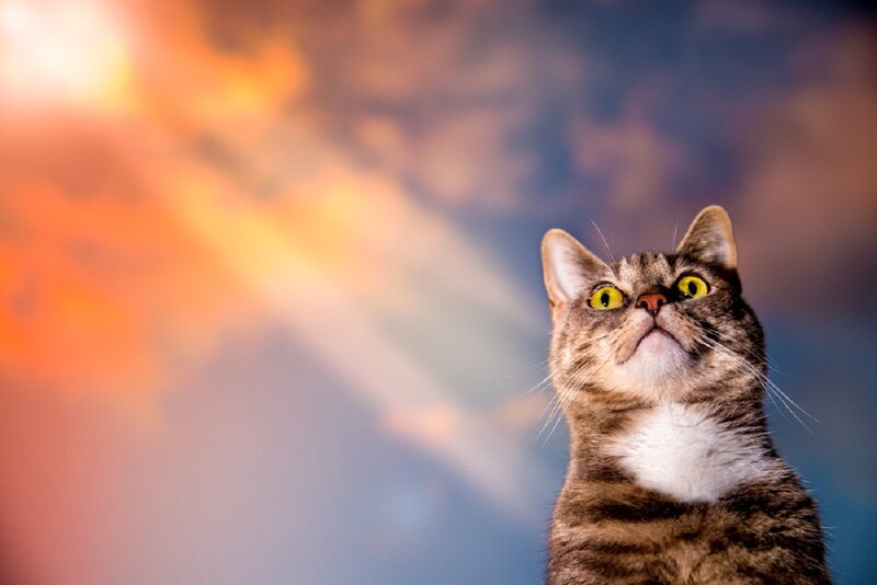 Tabby Cat Looking Up — Orange