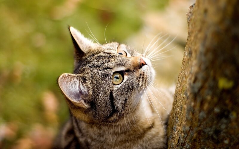 Tabby Cat Looking Up — Photograph