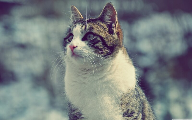 Tabby Cat Looking Up — White, Calm
