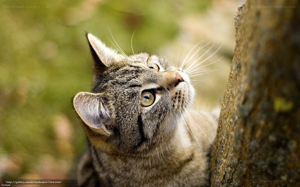 tabby cat looking up