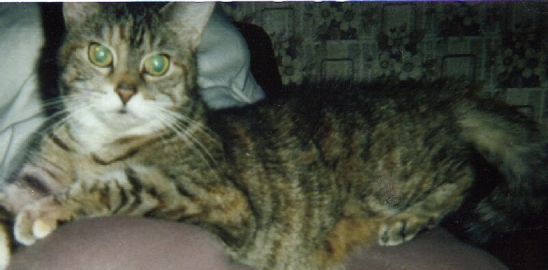 tabby cat lying down