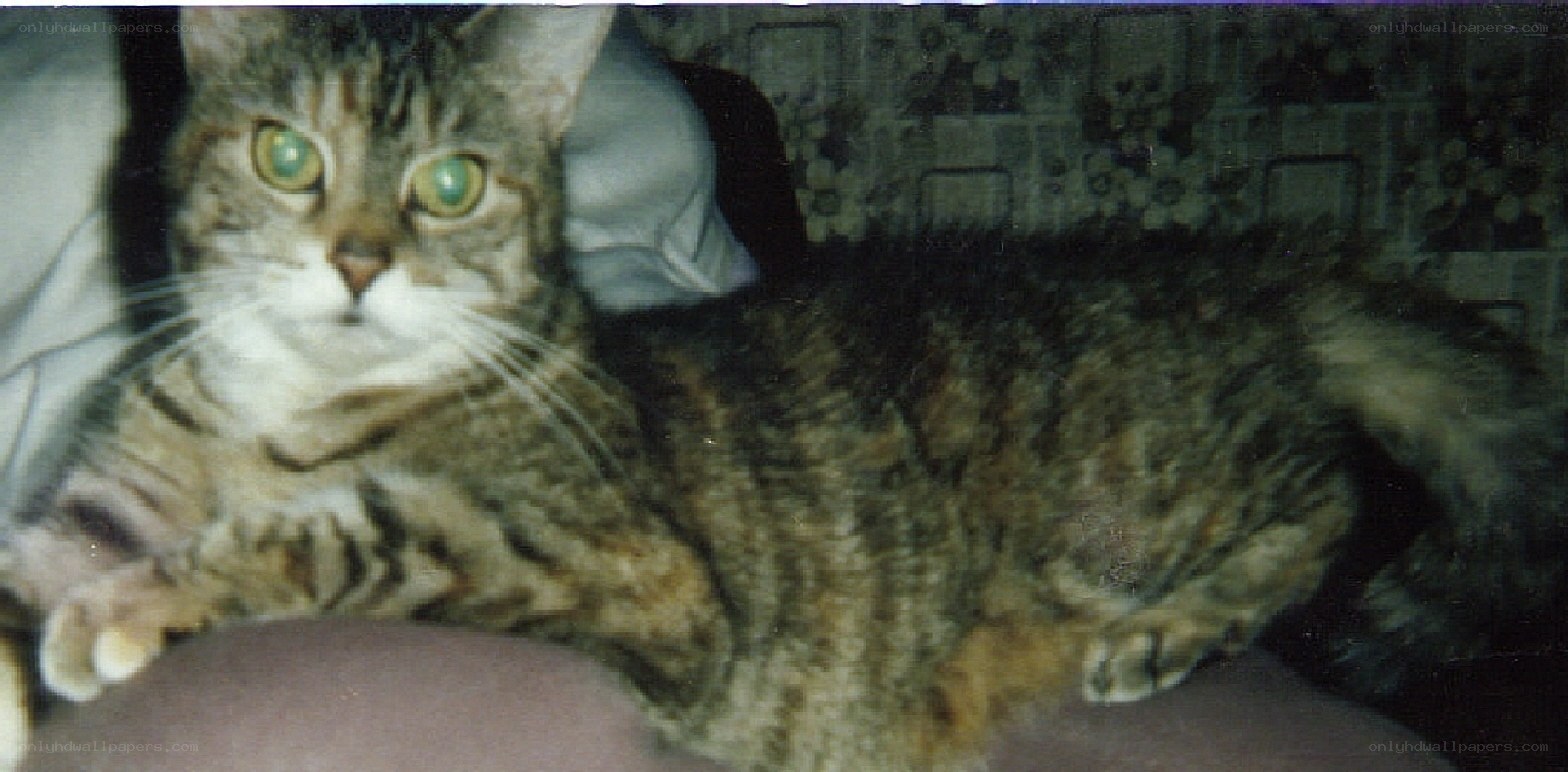 tabby cat lying down