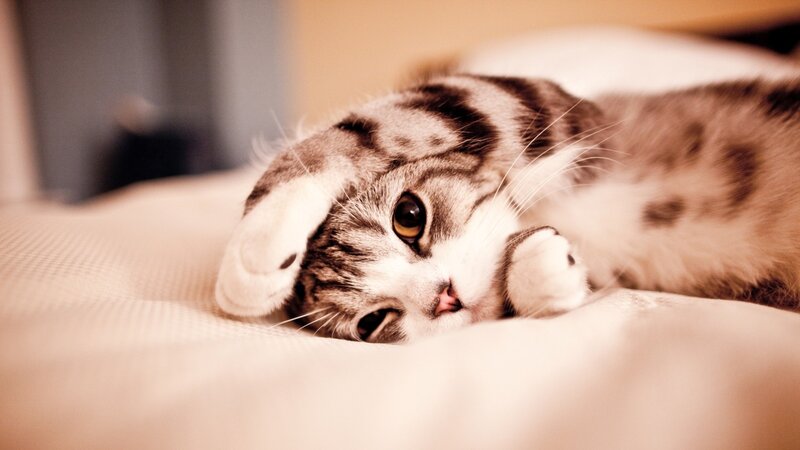 Tabby Cat Lying Down — Beige, Calm, Photograph, Bed