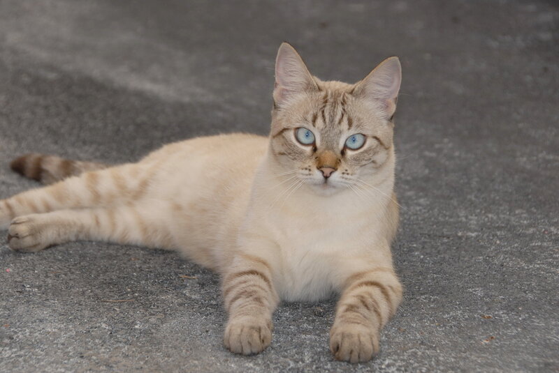 Tabby Cat Lying Down — Beige, Calm